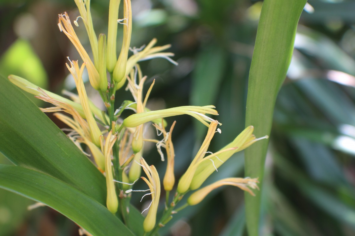 Dracaena reflexa Lam.